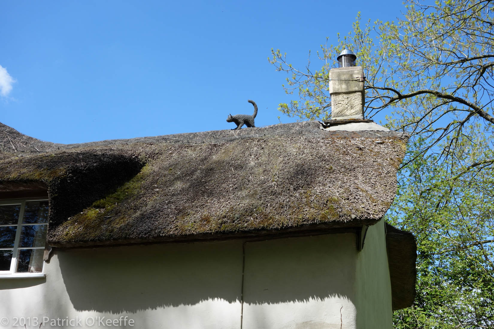 Thatched Cat on Roof